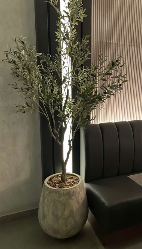 Olive Tree Decoration, Olive Tree Interior, Tree Interior Design, Fake Olive Tree, White Vase Decor, Olive Decor, Potted Olive Tree, Olive Plant, Interior Design Plants