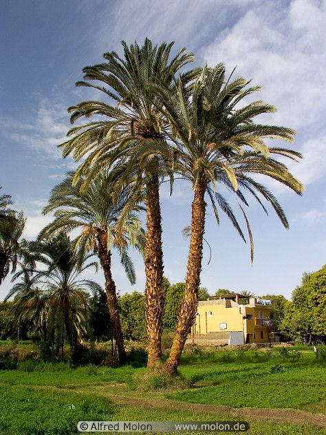 Date palm trees near Aswan, Upper Nile Valley, Egypt | Alfred Molon Ancient Egypt Aesthetic, Dates Tree, Aswan Egypt, Palm Tree Pictures, Egypt Aesthetic, Aesthetic Landscape, Date Palm, Paper Tree, Landscape Trees