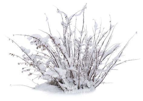 A cut out bush covered with snow Snow Bush Plant, Bushes Png, Snow Covered Trees Drawing, Snow Plant, Snow On The Mountain Plant, Trees In Snow, Snow Png, Png Images For Editing, Snow Texture