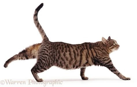 Tabby cat Running Animals, Mackerel Tabby, Cat Poses, Cat References, Cat Stretching, Mean Cat, Cat Anatomy, Frida Art, Warrior Cat Drawings