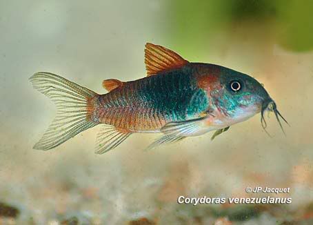 Corydoras venezuelanus Orange. Corydoras Catfish, Cory Catfish, Fish Freshwater, Beautiful Tropical Fish, Glow Fish, Tropical Fish Aquarium, Tropical Fish Tanks, Tropical Freshwater Fish, Fresh Water Fish Tank