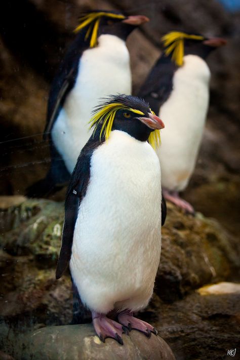 Northern Rockhopper Penguins at the Calgary Zoo Northern Rockhopper Penguin, Macaroni Penguin, Galapagos Penguin, Rockhopper Penguin, Penguin Coloring Pages, Penguin Coloring, Wild Animals Photography, Penguin Love, Flightless Bird