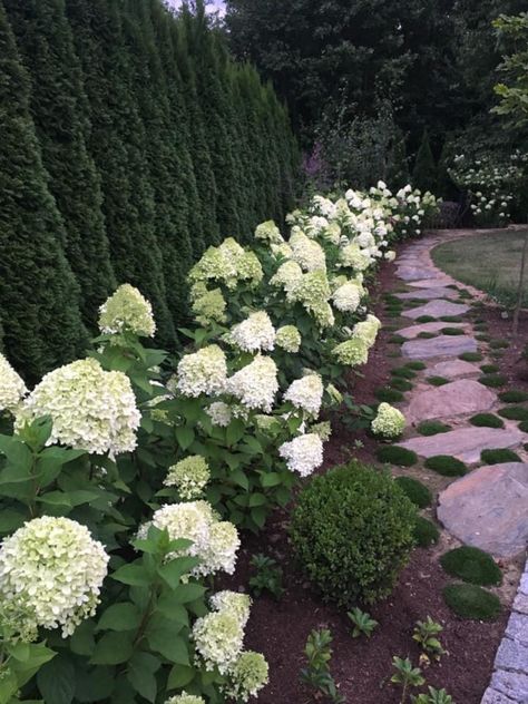 Hydrangea Along House, Flower Bed With Hydrangeas, Lime Hydrangea Landscaping, Lime Light Hydrangea Landscaping, Little Lime Hydrangea Landscaping, Hydrangeas Backyard, Arborvitae And Hydrangea Landscaping, White Hydrangea Landscaping, Limelight Hydrangea Landscaping