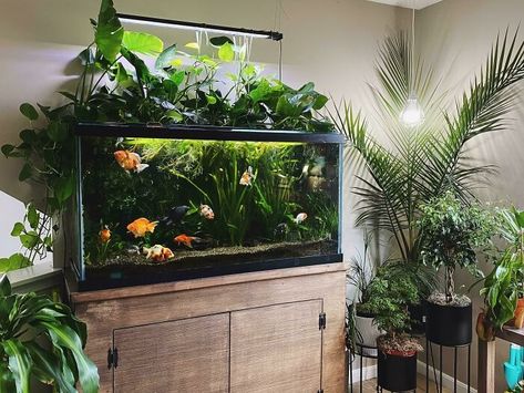 Fishes swimming in the aquarium Fish Aquarium Decorations, Fish Tank Themes, Fish Tank Terrarium, Goldfish Tank, Taman Air, Cool Fish Tanks, Lots Of Plants, Fish Tank Design, Indoor Water Garden