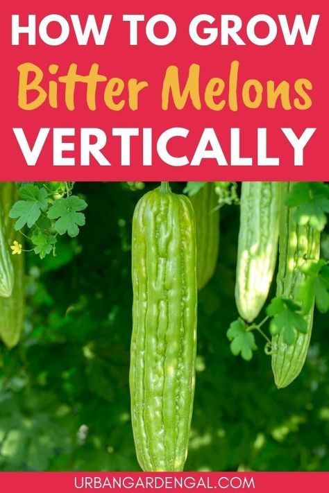 Growing bitter melons vertically Growing Green Peppers, Trellis Arbor, Bitter Lemon, Gardening Inspiration, Growing Greens, Bitter Melon, Bitter Gourd, Backyard Vegetable Gardens, Organic Vegetable Garden