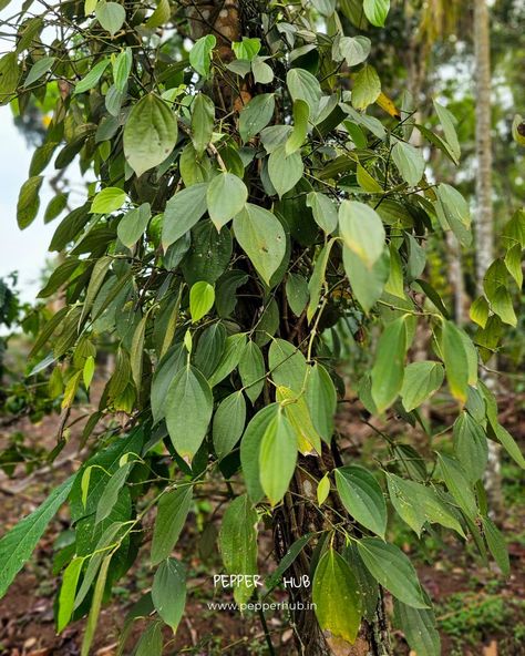 Buy black pepper plants online on our Pepper Hub online website, and get a low-cost black pepper plant in our online nursery store. https://www.pepperhub.in/black-pepper-plants/ . . #pepperhub #blackpepperplants #blackpepperfarming #wayanad Black Pepper Plant, Pepper Plant, Small Backyard Gardens, Garden Idea, Pepper Plants, Online Website, Small Backyard, Black Pepper, Backyard Garden