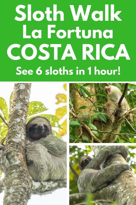 The Bogarin Trail in La Fortuna, Costa Rica is the best place to see sloths in La Fortuna and one of the best places to see sloths in Costa Rica. Read about our experience: https://mytanfeet.com/activities/bogarin-trail-la-fortuna-sloth-tour/  #CostaRica #lafortuna #puravida #sloths Costa Rica Animals, Costa Rica With Kids, Costa Rica Wildlife, Fortuna Costa Rica, Living In Costa Rica, Visit Costa Rica, A Sloth, Costa Rica Vacation, Puntarenas