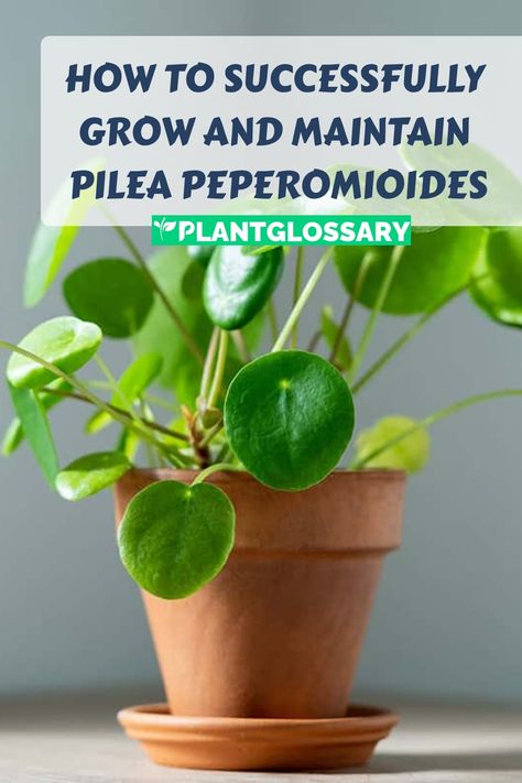 Pilea peperomioides, known for its distinctive round leaves, is a popular choice for indoor plant lovers. This article offers a complete guide to growing and caring for Pilea peperomioides. Learn about the ideal light conditions, watering schedules, and soil preferences to ensure your plant thrives. With these practical tips, you'll be able to keep your Pilea healthy and vibrant, adding a touch of greenery to your home with ease. Pilea Peperomioides Care, Pilea Plant Care, Pilea Plant, Peperomia Plant, Pilea Peperomioides, Banana Tree, Root Growth, New Roots, Organic Matter