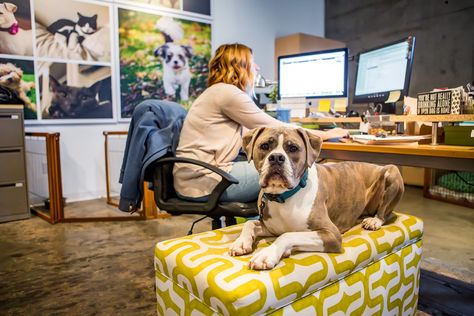 The best dog-friendly offices to work in. Dog Friendly Office, Office Redesign, Cat Advice, Office Dog, Pet Resort, Pet Advice, Work Spaces, Pet Day, Pet Hacks