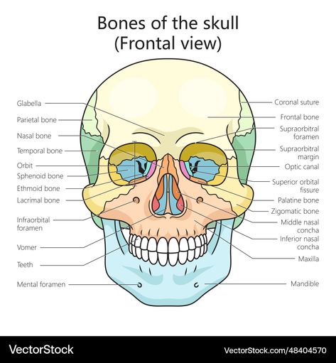 Skull Diagram, Diagnostic Radiography, Palatine Bone, Skeleton System, Sphenoid Bone, Science Vector, Educational Illustration, Skull Bones, Human Skull