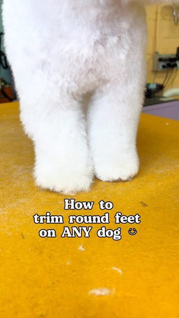 Arisa Thomas| LA Dog Groomer on Instagram: "Trimming round feet on a dog really sets the look for your dogs grooming. Its what gives it a more teddy bear look. If youve been struggle with feet, here’s an easy to achieve tutorial! Tools used: VG10 Curves @harzly_official Speedy 2 Thinning @utsumi.grooming Comb @pio_greenmouse #doggroomingtips #doggrooming #doggroomingtutorial #howto #doggroomingsalon" Dog Trimming Pet Grooming, Dog Grooming Essentials, Diy Dog Grooming Table, Animal Grooming, Homemade Pet Treats, Pet Grooming Business, Grooming Ideas, Grooming Hacks, Dog Grooming Styles