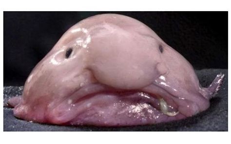 Blob Fish, Person Place Thing, Amazing Facts, Facts About, Did You Know, Fish