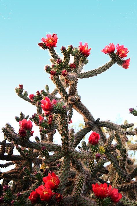 Jumping Cholla Cactus l They're no friend to our balloon, and our crew members all know the struggle of navigating through a patch of these bad boys, but they sure look great in bloom! Cholla Cactus Tattoo, Desert Tattoo, Mexico Cactus, Cholla Cactus, Cactus Tattoo, Plant Goals, Desert Southwest, Desert Tour, Cactus Desert