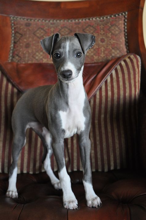 Puppy...Italian Greyhound. Greyhound Puppies, Grey Hounds, Greyhound Italian, Italian Greyhound Puppies, Psy Chihuahua, Greyhound Puppy, Grey Hound, Ouzo, Sight Hounds