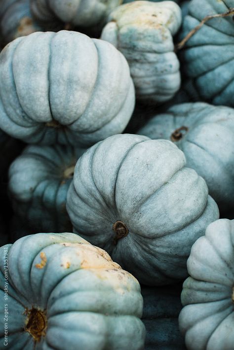 Fall Blue Aesthetic, Fall Aesthetic Blue, Blue Autumn Aesthetic, Blue Fall Aesthetic, Blue Fall Wallpaper, Echo Aesthetic, Cottage Halloween, Como Plantar Pitaya, Heirloom Pumpkins