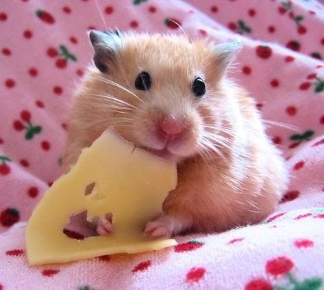 Orange Hamster, Hamster Care, Baby Hamster, Hamster Cages, Funny Hamsters, A Hamster, Syrian Hamster, Cute Hamsters, Super Cute Animals