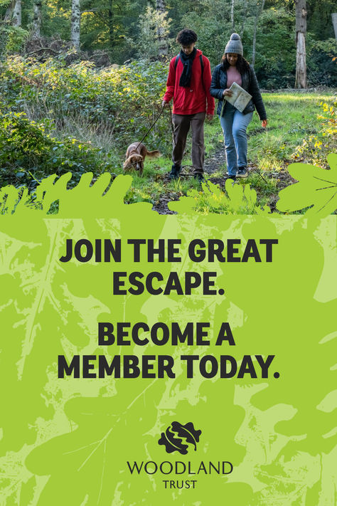 Escape to more than 1,000 woods across the UK, all thriving habitats for people and wildlife. Discover that woodland feeling as a member. Destination Graphic Design, Nature Development Poster, Rewilding Illustration, Forest Conservation Poster, Wilderness Graphic Design, Conservation Of Forest, Environmental Posters, Nature Calendar, Dance Instruction