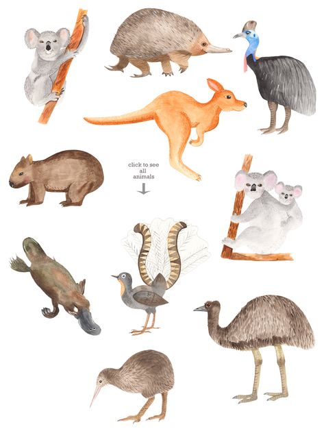 Australian animals and plants watercolor collection clipart – Watercolor clipart and illustrations by Marina Ermakova Australian Animal Drawings, Australian Animals Illustration, Cute Watercolor Animals, Cute Australian Animals, Zoo Logo, Kangaroo Art, Plants Watercolor, Watercolor Collection, Animals Watercolor