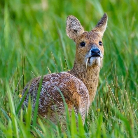 Deer With Fangs, Vampire Deer, Chinese Water Deer, Water Deer, All Animals Are Equal, Big Deer, Deer Species, Silly Animals, Dog Images