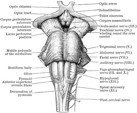 Front view of Medulla, Pons, and Mesencephalon with cranial nerves Stomach Diagram, Medulla Oblongata, Brain Nerves, Brain Parts, Facial Nerve, Brain Anatomy, Brain Connections, Cranial Nerves, Brain Stem