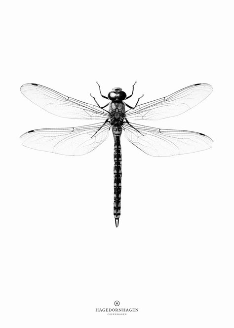 Dragonfly Poster, Dragonfly Illustration, Dragonfly Drawing, Dragonfly Painting, Dragonfly Tattoo Design, Geniale Tattoos, Dragonfly Art, Dragonfly Tattoo, Insect Art