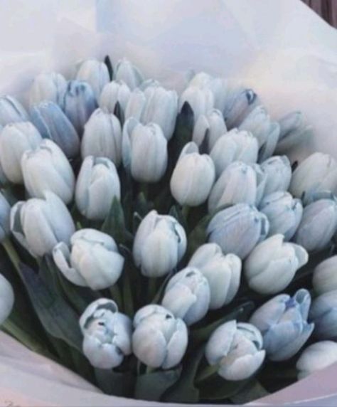 Tulips Blue Aesthetic, Blue Tulips Wallpaper Aesthetic, Ipad Homescreen Ideas Aesthetic Blue, Blue Tulips Aesthetic, Maia Core, Baby Blue Aesthetic, Light Blue Aesthetic, Boquette Flowers, Blue Aesthetic Pastel