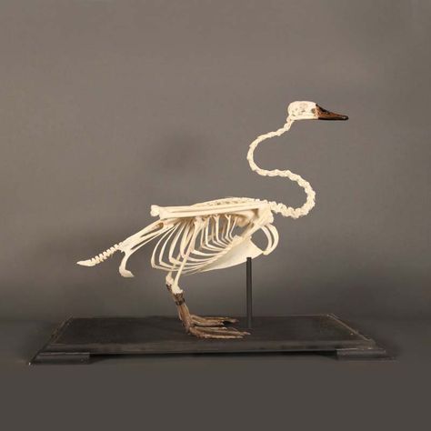 GET TO KNOW SWANS AND FLAMINGOS BY DRAWING THEIR SKELETONS FIND BIRD SKELETONS AND SKETCH Swan Skeleton, Duck Skeleton, Home Page, Skeleton