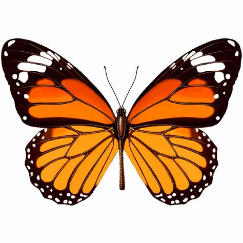 Butterfly Widget, Butterfly Art Painting, Butterfly Tattoo Designs, Butterfly Photos, 3d Tattoo, Orange Butterfly, Butterfly Pictures, Butterfly Drawing, Butterfly Painting