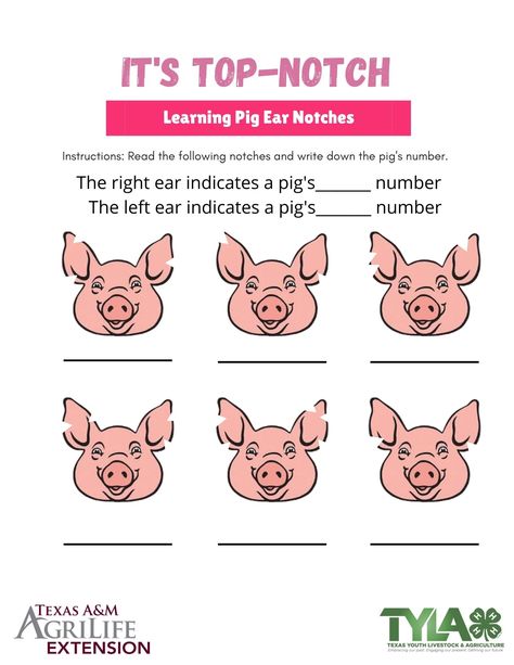 Practice reading pig ear notches with this fun worksheet 4-h Crafts, Pig Ear Notches, Cloverbuds 4-h Activities, Ag Worksheets, 4h Pigs, 4h Livestock, Fair Animals, Ag Club, Agriculture Education Classroom