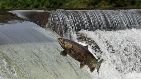 Canada may be home to 20 per cent of the world's freshwater, but there is no national system to collect or share information about the health and quality of Canada's watersheds, according to a new national assessment of Canada's rivers. Air Tawar, Poems Beautiful, Nice View, Idaho, Assessment, Fresh Water, Toronto, Health