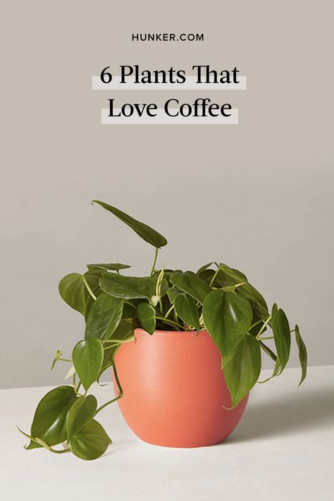 Different Plants In One Pot, Indoor Potted Plants Ideas, Plant Buisness Ideas, Coffee Water For Plants, Plants That Love Coffee Grounds, Coffee In Plants, Coffee For Plants, Is Coffee Good For Plants, Coffee Loving Plants