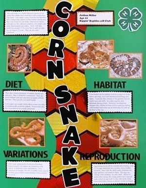 Make a Science Fair Project | Poster Ideas - Photosynthesis | Science Project for Kids Animal Poster Board Project, Science Poster Ideas, Science Art Drawings, Snake Poster, Project Poster, Poster Design Ideas, Science Concepts, Science Classroom Decorations, Park Project