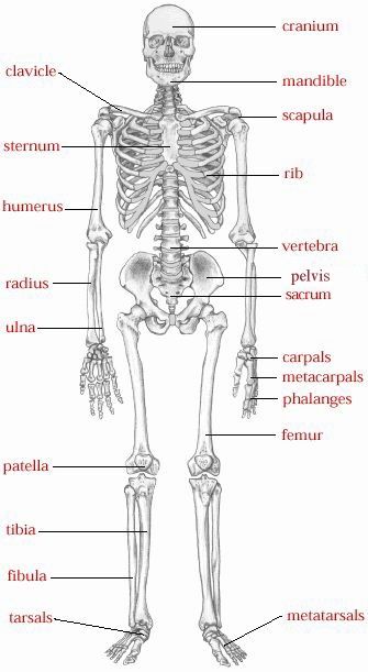 Types of bones, bone structure, & joints Labeled Skeleton, Emt Study, Human Skeletal System, Latihan Dada, Anatomy Physiology, Skeletal System, Human Body Anatomy, Nursing School Studying, Medical Facts