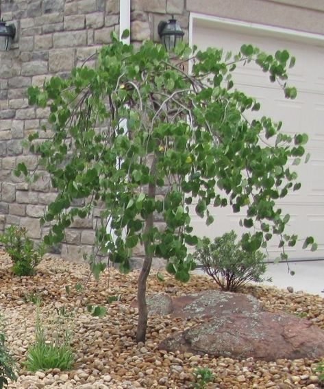 Plant of the month. June 2014: Lavender Twist Weeping Redbud – Glacier View Landscape and Design, Inc. Weeping Redbud Tree, Weeping Redbud, Evergreen Trees For Privacy, Twisted Branches, Cercis Canadensis, Virginia Bluebells, Redbud Tree, Hibiscus Plant, Tree Care