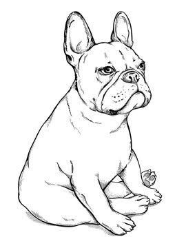 Cute French Bulldog Drawing, Cute Bulldog Drawing, French Bulldog Coloring Pages, French Bulldog Drawing Easy, Frenchie Drawings, Frenchie Outline, French Bulldog Sketch, Frenchie Drawing, Bulldog Coloring Pages