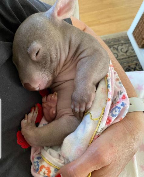 This is a baby wombat. TIL that they smell just like human babies. I think that's pretty aww. Credit to crazy_wombat_lady on Insta. #cute #adorable Aesthetic Rats, Wombat Pictures, Cute Wombat, Baby Wombat, Animal Babies, Human Babies, Australian Animals, Silly Animals, Rattles