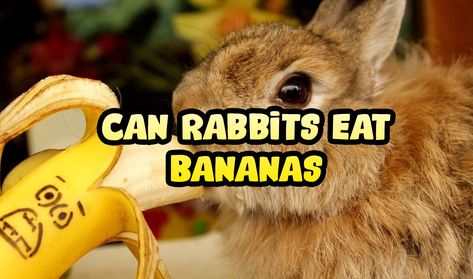 Can Rabbits Eat Bananas Pet Bunnies, Banana Diet, Female Rabbit, Wild Rabbit, Rabbit Eating, High Calcium, Turnip Greens, Banana Cookies, Banana Peel