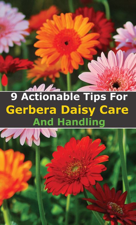 Gerbera Daisy Care Outdoors, Gerbera Daisy Garden, Growing Gerbera Daisy, Zone 8 Gardening Flower, Gerber Daisy Pot Ideas, Gerbera Daisy Seeds, Gerbera Daisy Care, Daisy Care, Transvaal Daisy