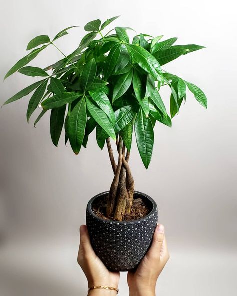 Pachira Money Tree, Tree Braid, Pachira Aquatica, Money Tree Plant, Tree Braids, Let It Grow, Prayer Plant, Tree Home, Money Tree