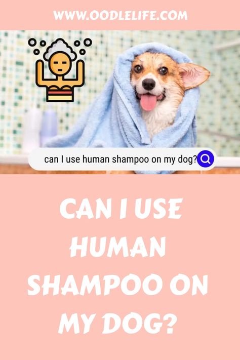 The first thought to cross your mind is, ‘can I use human shampoo on my dog?’ After all, if it’s good for you, it must be safe for your dog too. Right? Wrong! Puppy Advice, Diy Dog Shampoo, Shampoo Alternative, Best Dog Shampoo, Chihuahua Owner, Pet Wipes, Dog Smells, Dog Cleaning, Dog Wash