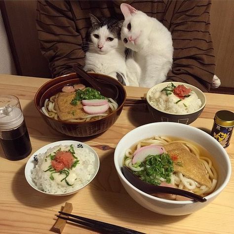 Cat Tweets, Cat Couple, Cat Watch, Kitty Images, Japanese Cat, Two Cats, Date Dinner, Grumpy Cat, Silly Cats