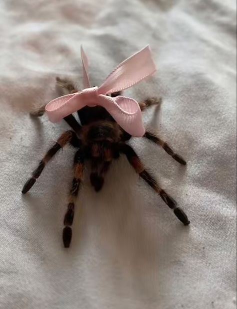 Tarantula Cute, Pet Tarantula, Bow Aesthetic, Pet Spider, Pink Goth, Baby Bug, Monster Energy Drink, Cool Bugs, Creepy Crawlies