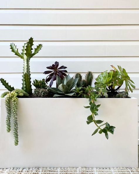 Planter Boxes Flowers, Texas Plants, Dried Arrangements, Rectangle Planters, Rectangular Planters, Cactus Planter, Rock Wall, Large Planters, Planter Box