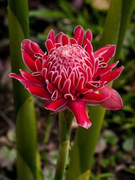 Torch Ginger Flower, Torch Ginger, Ginger Plant, Ginger Flower, Flower Guide, Lovely Flowers Wallpaper, Airbrush Art, Rare Flowers, Simple Flowers