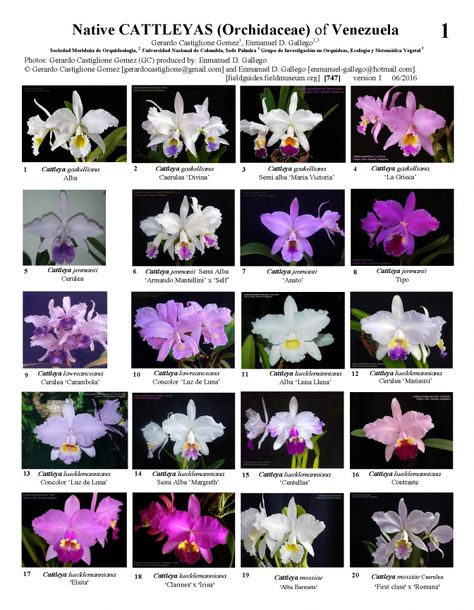 747_venezuela-nativecattleya.pdf Types Of Blue Flowers, Orchid Drawing, Orchid Pattern, Orchid Flower Arrangements, Orchid Varieties, Orchid Tattoo, Types Of Orchids, Cattleya Orchid, Growing Orchids