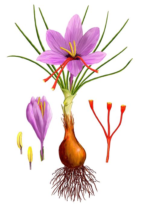 Saffron Drawing, Saffron Flowers, Grow Saffron, Growing Saffron Crocus, Saffron Flower Photography, Saffron Flower Illustration, Saffron Plant, Saffron Crocus, Saffron Flower