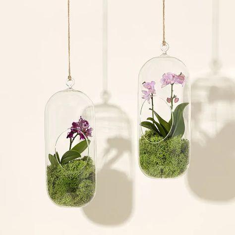 Bright Light Plants, Pet Friendly Plants, Orchid Terrarium, Hanging Orchid, Plants Low Light, Hanging Glass Terrarium, Uncommon Gifts, Hanging Terrarium, Floral Diy