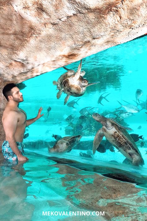 This marine sanctuary at the Grand Hyatt Baha Mar in The Bahamas, allows guests to get up close to sea turtles, stingrays, nurse sharks, flamingos, and more! They are committed to environmental conservation and protection of wildlife. As well as educating guests about local conservation efforts. (Read my blog to know more about this beautiful hotel). #Travel #LuxuryHotel #BeautifulDestinations #BeautifulHotels #BeautifulPlaces #Caribbean #Tropical Where To Stay In Nassau Bahamas, Baha Mar Bahamas Grand Hyatt, Atlantis Hotel Bahamas, Atlantis Resort Bahamas, Sls Baha Mar Bahamas, Atlantis Bahamas, Nurse Shark, Bahamas Travel, Pool Service