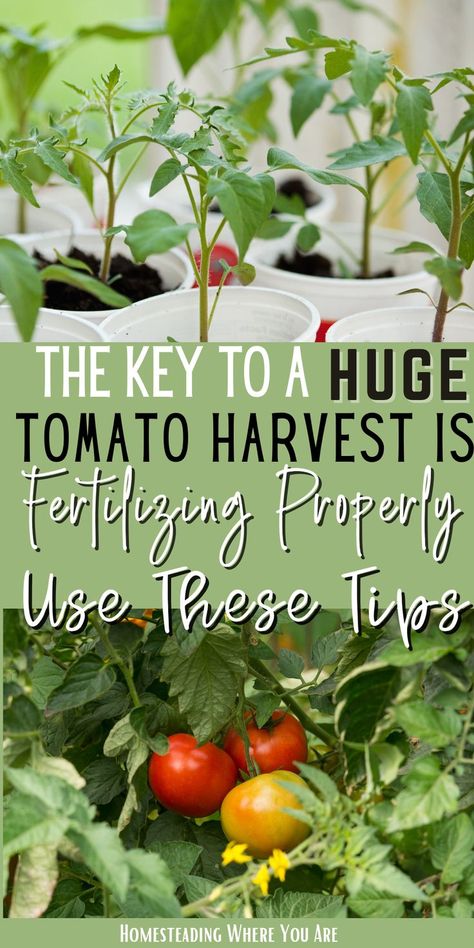 Potassium For Tomato Plants, Best Soil For Tomato Plants, How To Fertilize Garden, Fertilizing Tomato Plants, Tomato Fertilizer Homemade, Best Fertilizer For Tomato Plants, How To Prune Tomato Plants, Planting Tomatoes In Garden, Fertilizer For Tomato Plants