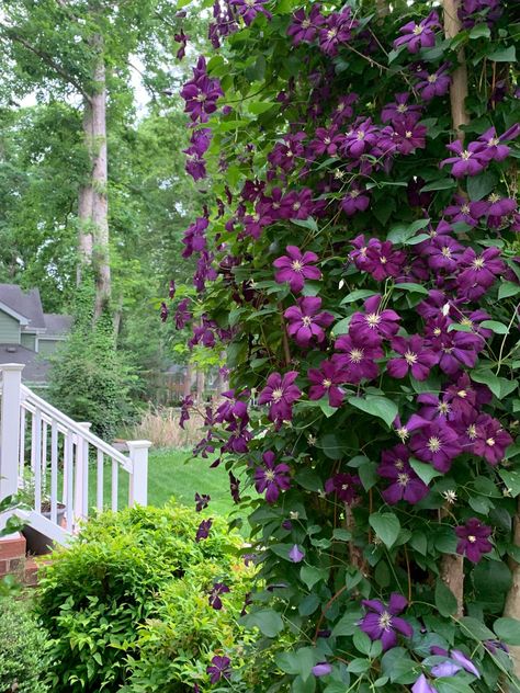 flowering vine Purple Clematis Trumpet Vines, Trellis Pergola, Fence Trellis, Blue Passion Flower, Boston Ivy, Autumn Clematis, Honeysuckle Vine, Purple Clematis, Drought Tolerant Perennials